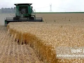 نان مردم ایران در انبار غریبه‌ها؛ پشت‌پرده واردات یک میلیارد دلاری گندم