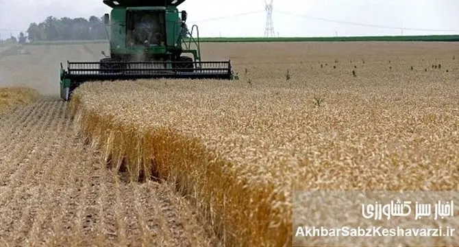 هشدار درباره بیماری‌های گندم؛ خطر جدی در استان‌های شمالی