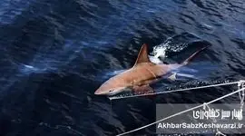 صید غیرقانونی کوسه‌ها در خلیج فارس و زنگ خطر انقراض