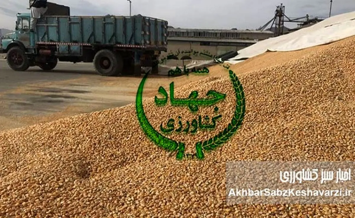 زنگ خطر برای امنیت غذایی: کاهش شدید واردات نهادههای دامی