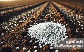 کشاورزی در بن‌بست گرانی: افزایش ناگهانی قیمت کود اوره و زنگ خطر برای امنیت غذایی