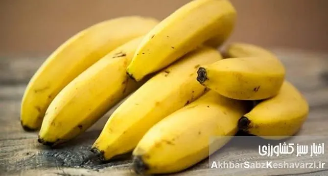 خواص موز در مراحل مختلف رسیدن؛ ۷ رنگ، ۷ فایده پنهان! اشتباه همیشگی را کنار بگذارید.