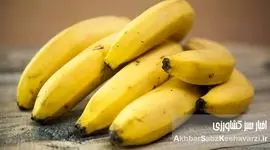 خواص موز در مراحل مختلف رسیدن؛ ۷ رنگ، ۷ فایده پنهان! اشتباه همیشگی را کنار بگذارید.