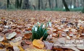 خاک زنده؛ کارخانه پنهان حیات در کف جنگل‌های هیرکانی+ ویدئو