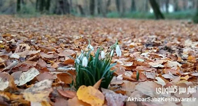 خاک زنده؛ کارخانه پنهان حیات در کف جنگل‌های هیرکانی+ ویدئو