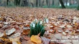 خاک زنده؛ کارخانه پنهان حیات در کف جنگل‌های هیرکانی+ ویدئو