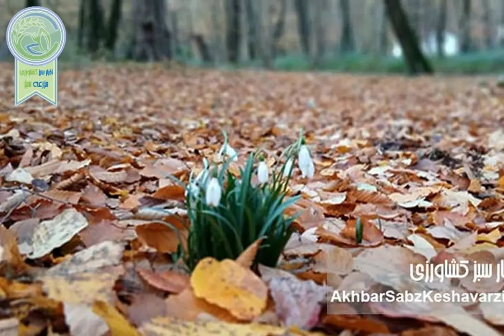 خاک زنده؛ کارخانه پنهان حیات در کف جنگل‌های هیرکانی+ ویدئو