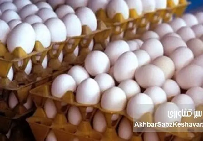 دلالان تخم مرغ؛ عامل گرانی سرسام‌آور یا قربانی نظام توزیع؟