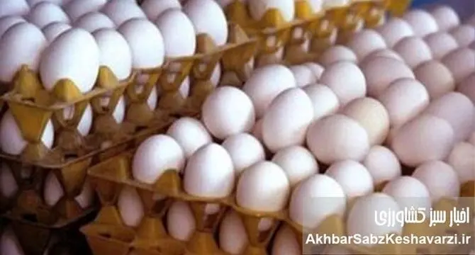 دلالان تخم مرغ؛ عامل گرانی سرسام‌آور یا قربانی نظام توزیع؟