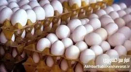 دلالان تخم مرغ؛ عامل گرانی سرسام‌آور یا قربانی نظام توزیع؟