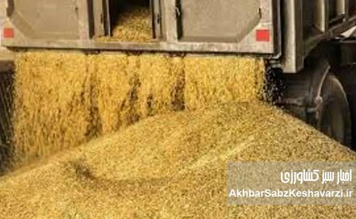 افشاگری جدید در بازار نهادههای دامی؛ فروش صوری و کوتاژهای تقلبی