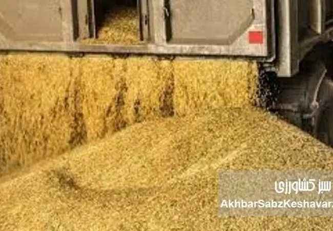 افشاگری جدید در بازار نهاده‌های دامی؛ فروش صوری و کوتاژهای تقلبی