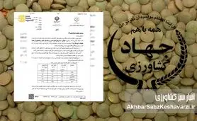 کاهش ۵۱ درصدی تولید حبوبات در دوران صدارت نوری+نامه 