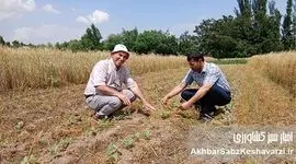 مزارع بی خاک ورزی در تاجیکستان: رویکردی نوین برای کشاورزی پایدار+ ویدئو