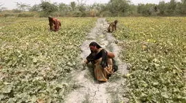 ظهور فناوری کشاورزی فراگیر جنسیتی و چرایی اهمیت آن