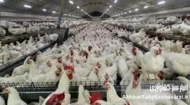 قیاس مع‌الفارق: حکایت تلخ مشکلات مرغداران و یک تماس پر از گلایه