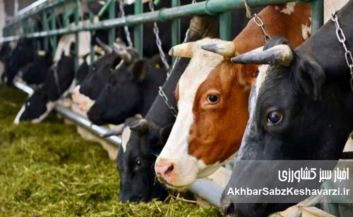 فریاد بی‌صدا و بی‌پاسخ دامداران؛ روایت فروپاشی صنعت دامداری ایران