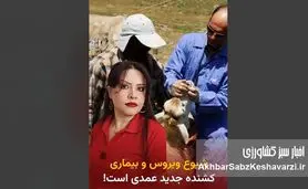 مقدسی: واردات گوشت آلوده، تب برفکی را به ایران آورد؛ دامپروری در بحران+ویدئو