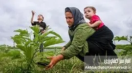 نقش نانوشته زنان در کشاورزی سبز؛ پایداری از خانه تا مزرعه