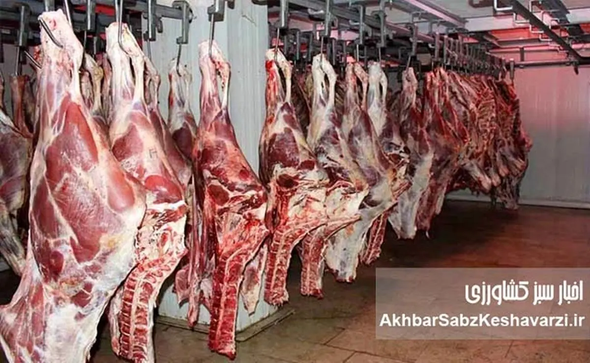 قیمت گوشت گوساله باید ۶۰۰ هزار تومان باشد/ رئیس انجمن گاوداران از سوداگری دلالان میگوید!