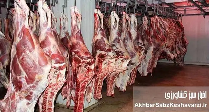 قیمت گوشت گوساله باید ۶۰۰ هزار تومان باشد/ رئیس انجمن گاوداران از سوداگری دلالان می‌گوید!