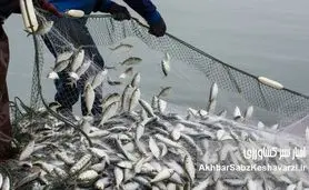 شیلات؛ اثرگذاری فراتر از تولید