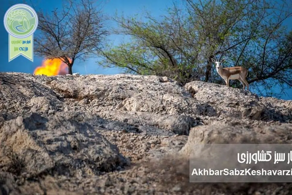 آهوهای خارک در خطرند؛ روایت شاهدان تاریخی خلیج فارس