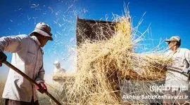 آیا دولت در مقابل گندمکاران مسئولانه عمل می کند؟