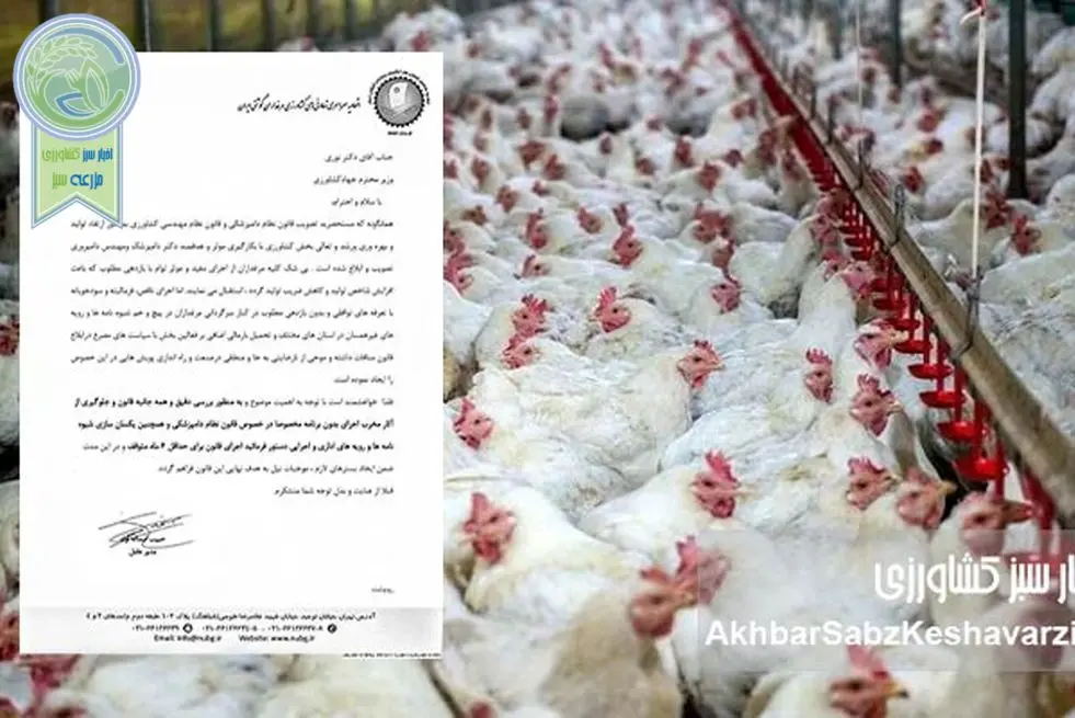 اعتراض گسترده مرغداران به قوانین جدید؛ دامپزشکان و مهندسان دامپروری فقط بار مالی اضافه هستند+ نامه