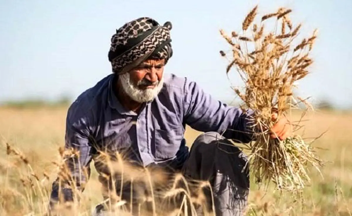 دولت پاداش را از کشاورزان دریغ کرد| خبری از جایزه تحویل گندم نیست

