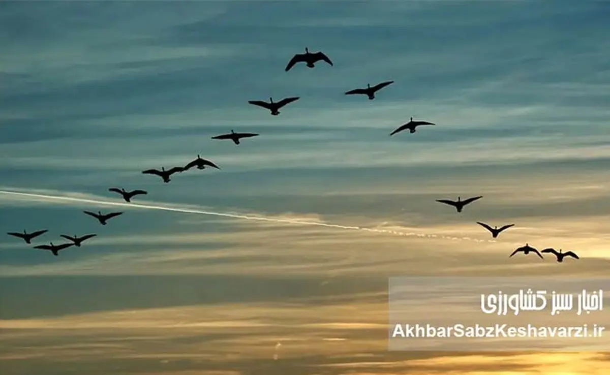 شهرها علیه پرندگان مهاجر