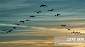 شهرها علیه پرندگان مهاجر