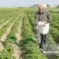 توزیع کود شیمیایی کشاورزان به زودی آغاز می‌شود