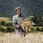 ۳۰ درصد از کشاورزان ایران بالای ۶۰ سال سن دارند

