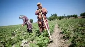 پروژه‌ای ۴.۵ میلیون دلاری را برای تقویت زنجیره‌های ارزش کشاورزی در قرقیزستان