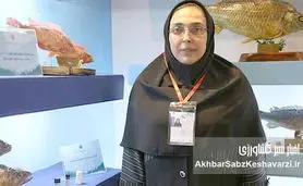 برای نخستین بار در کشور؛ نسل ششم پرورشی ماهی آزاد دریای کاسپین وارد قفس‌های پرورش ماهی شد