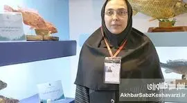 برای نخستین بار در کشور؛ نسل ششم پرورشی ماهی آزاد دریای کاسپین وارد قفس‌های پرورش ماهی شد