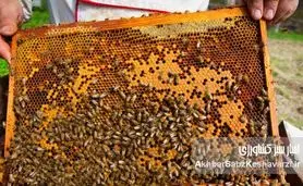 حیات انسان در گرو زنبور عسل: نقش حیاتی صنعت زنبورداری برای بقای ما