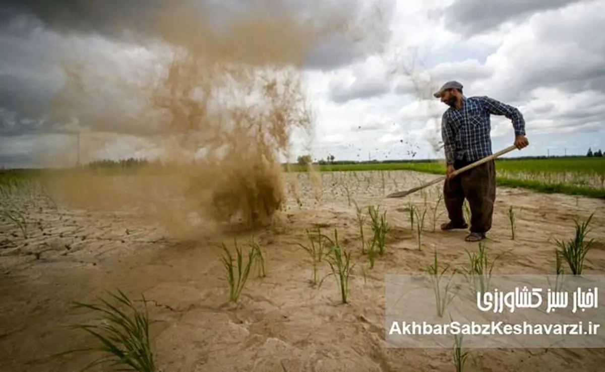سقوط کم‌سابقه کشاورزی در ۱۴۰۴؛ رشد منفی ۷.۳ درصد در سایه بی‌توجهی به مدیریت آب+ جدول