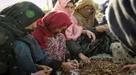ایجاد تاب آوری برای مقابله با بحران امنیت غذایی افغانستان