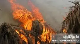 نفس‌های آخر نخلستان‌های جنوب؛ ۲۹ هزار نخل آبادان در آتش و کابوس تنش آبی خوزستان