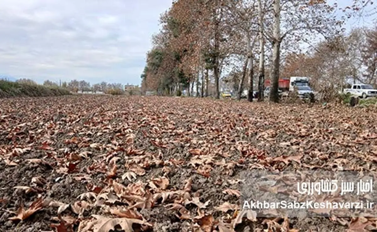 راز پنهان در فرش برگ‌های پاییزی گرگان؛ کریدورهای سبزی که نفس شهر را تازه می‌کنند