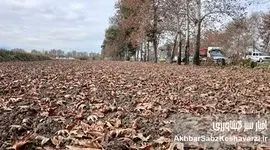 راز پنهان در فرش برگ‌های پاییزی گرگان؛ کریدورهای سبزی که نفس شهر را تازه می‌کنند