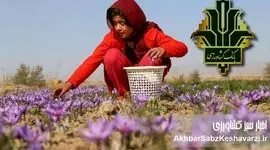 «پالیز» بانک کشاورزی: پایان عصر دلالان در بازار طلای سرخ خراسان شمالی با بانکداری دیجیتال