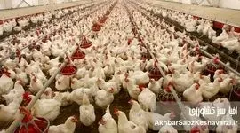 ۲.۵ میلیون تن مرغ: آیا نیاز مرغ کشور واقعاً تامین می‌شود؟