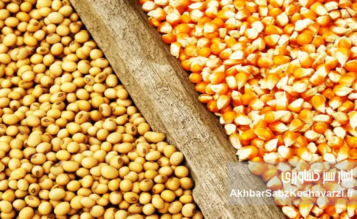 گزارشی مستند از بحران نهاده‌های دامی و فروپاشی تدریجی تولید مرغ + عکس 