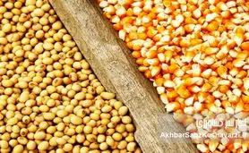 گزارشی مستند از بحران نهاده‌های دامی و فروپاشی تدریجی تولید مرغ + عکس 