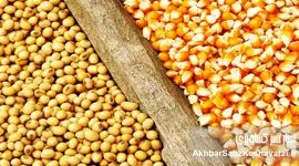 گزارشی مستند از بحران نهاده‌های دامی و فروپاشی تدریجی تولید مرغ + عکس 