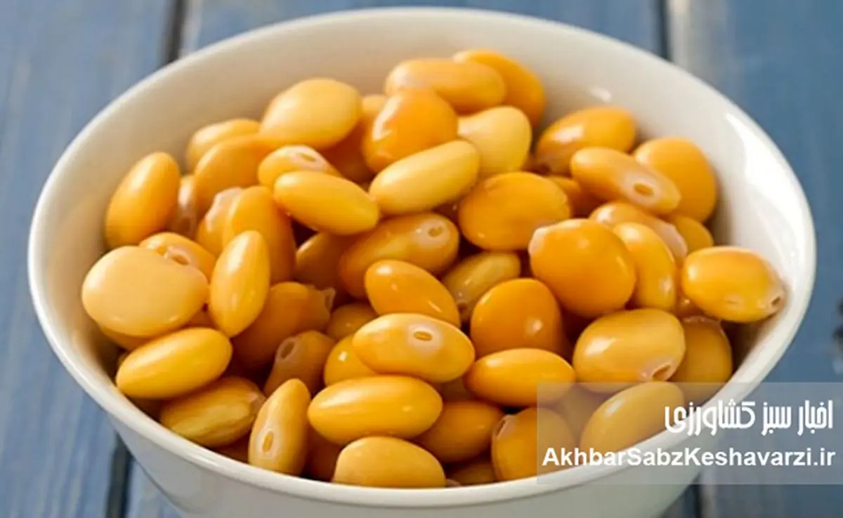 لوبیا مصری؛ بمب پروتئین گیاهی!