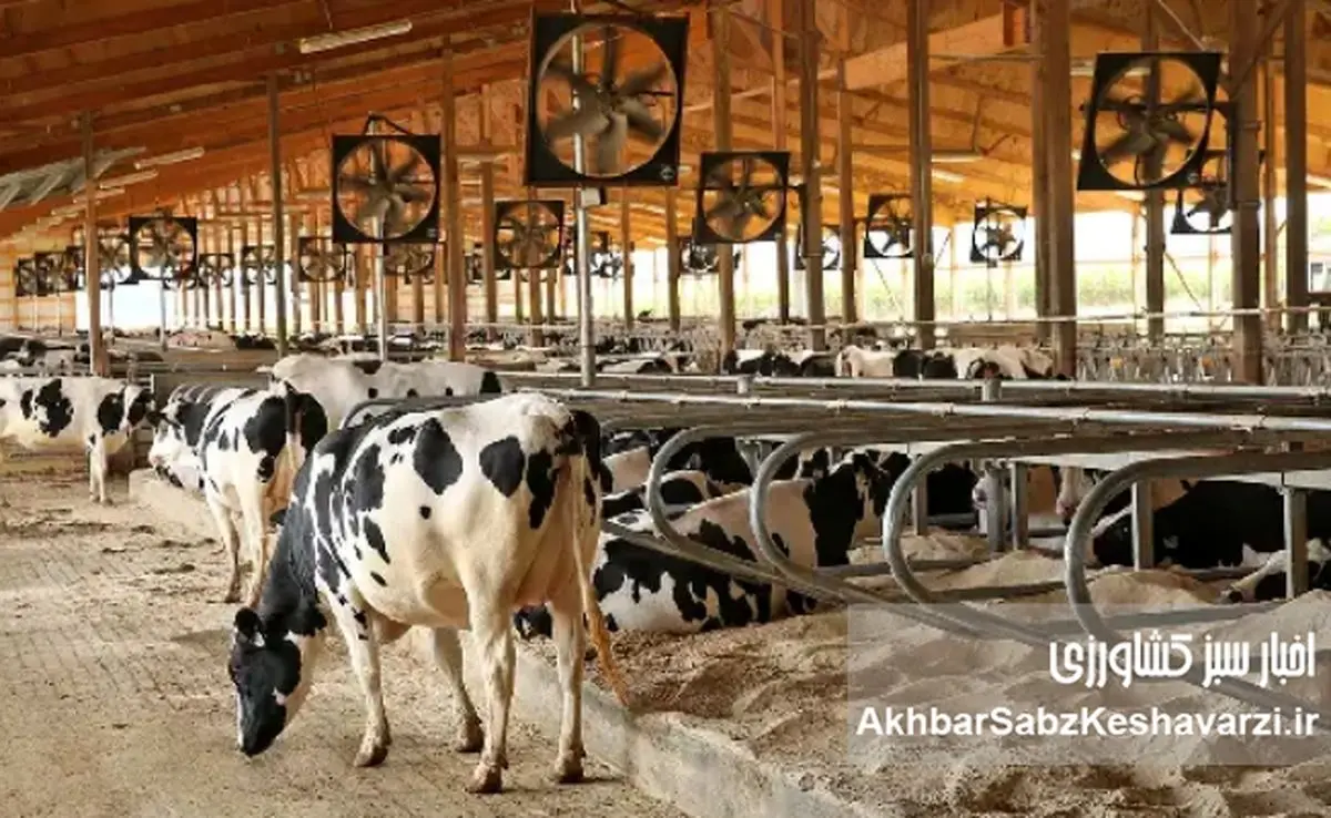 روایت یک دامدار از فروپاشی آرام دامداری در ایران+ویدئو